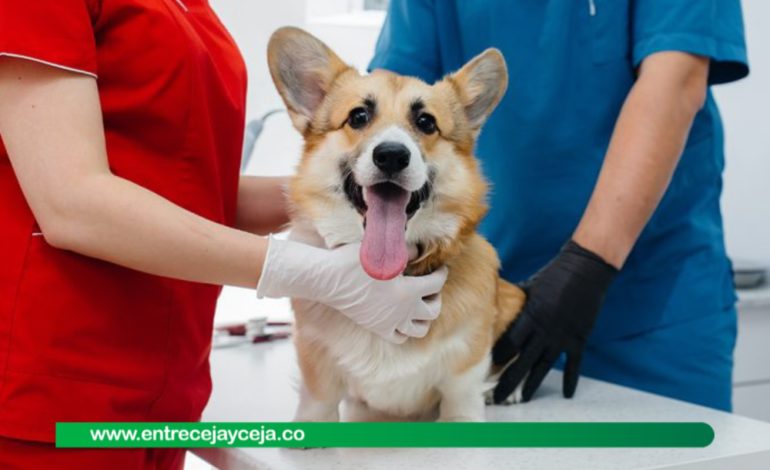 Inicia inscripción para esterilización de mascotas