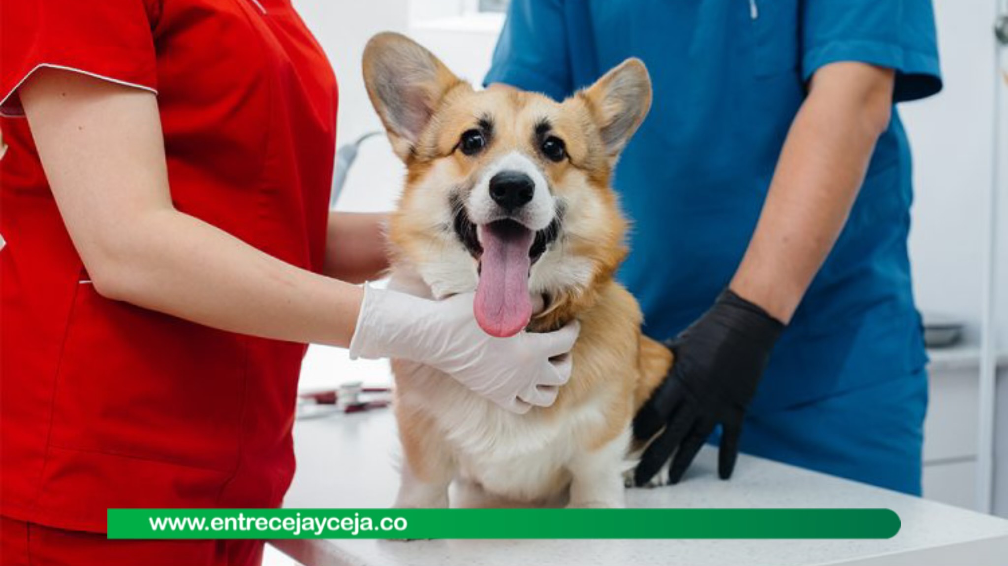 Inicia inscripción para esterilización de mascotas