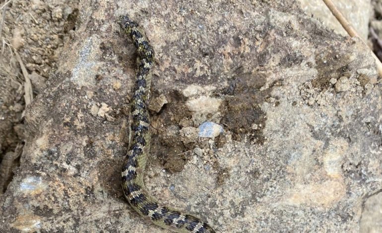 Hombre mordido por serpiente venenosa en río Melcocho en El Carmen no ha podido ser rescatado