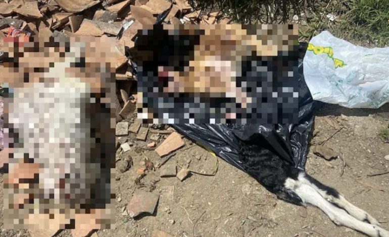 ¿Satanismo? Hallan chivos decapitados y gallinas muertas en Santa Elena