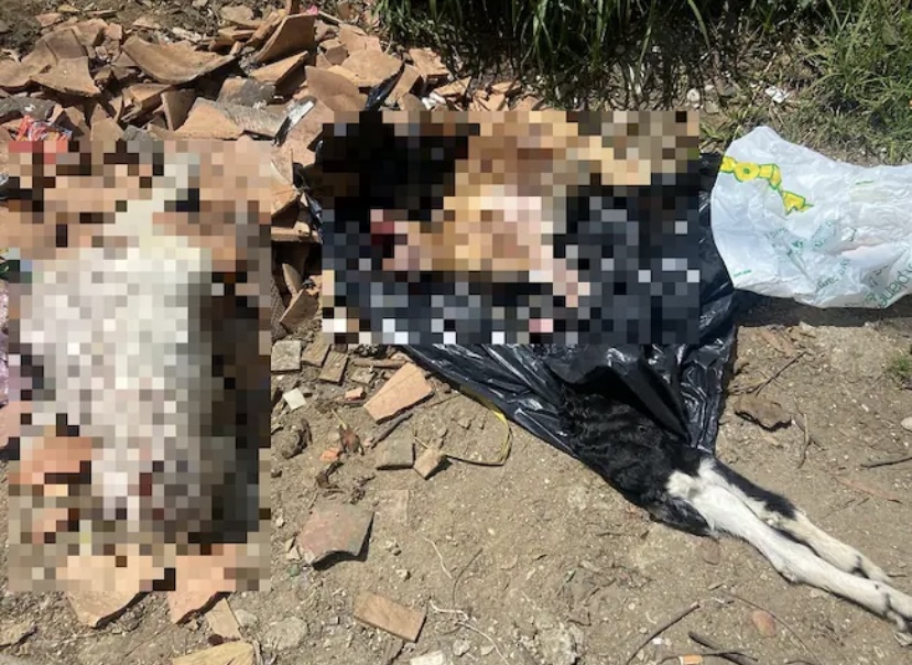 ¿Satanismo? Hallan chivos decapitados y gallinas muertas en Santa Elena