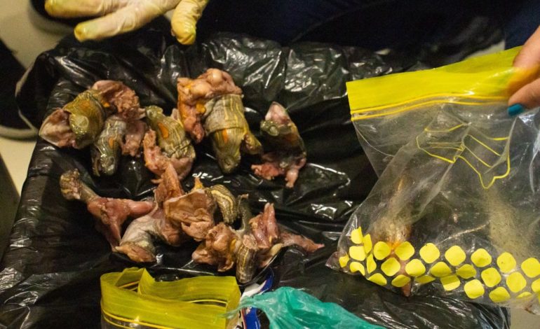 Autoridades incautaron en terminales de Medellín carne de fauna silvestre; hallaron hicoteas despresadas y carne de babilla