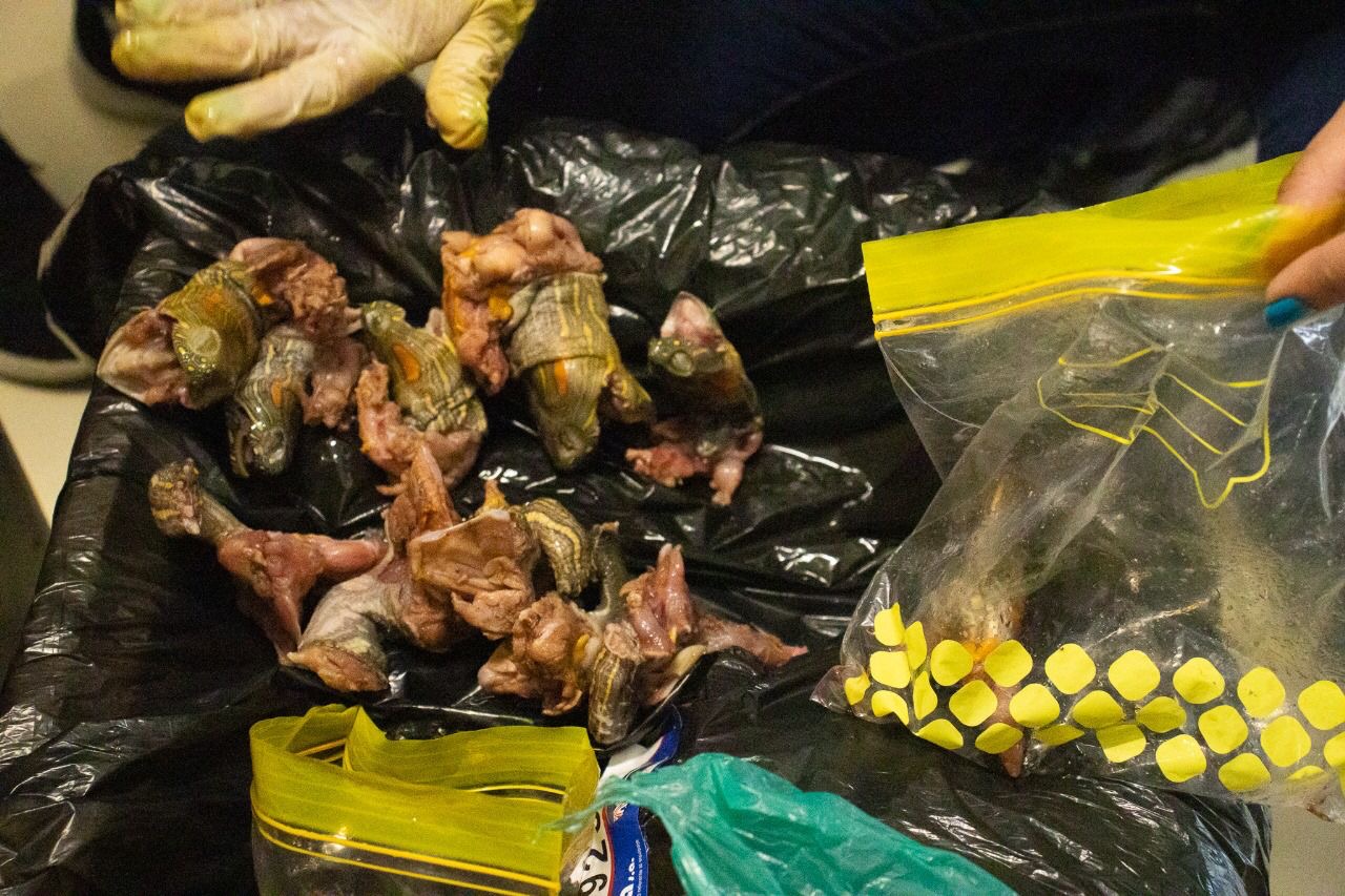 Autoridades incautaron en terminales de Medellín carne de fauna silvestre; hallaron hicoteas despresadas y carne de babilla