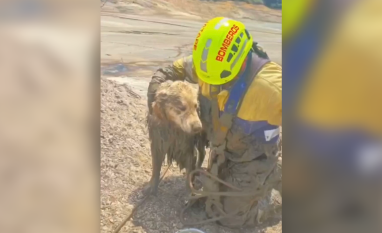 El heroico rescate de Bruno, el perro que quedó atrapado en los sedimentos de la represa