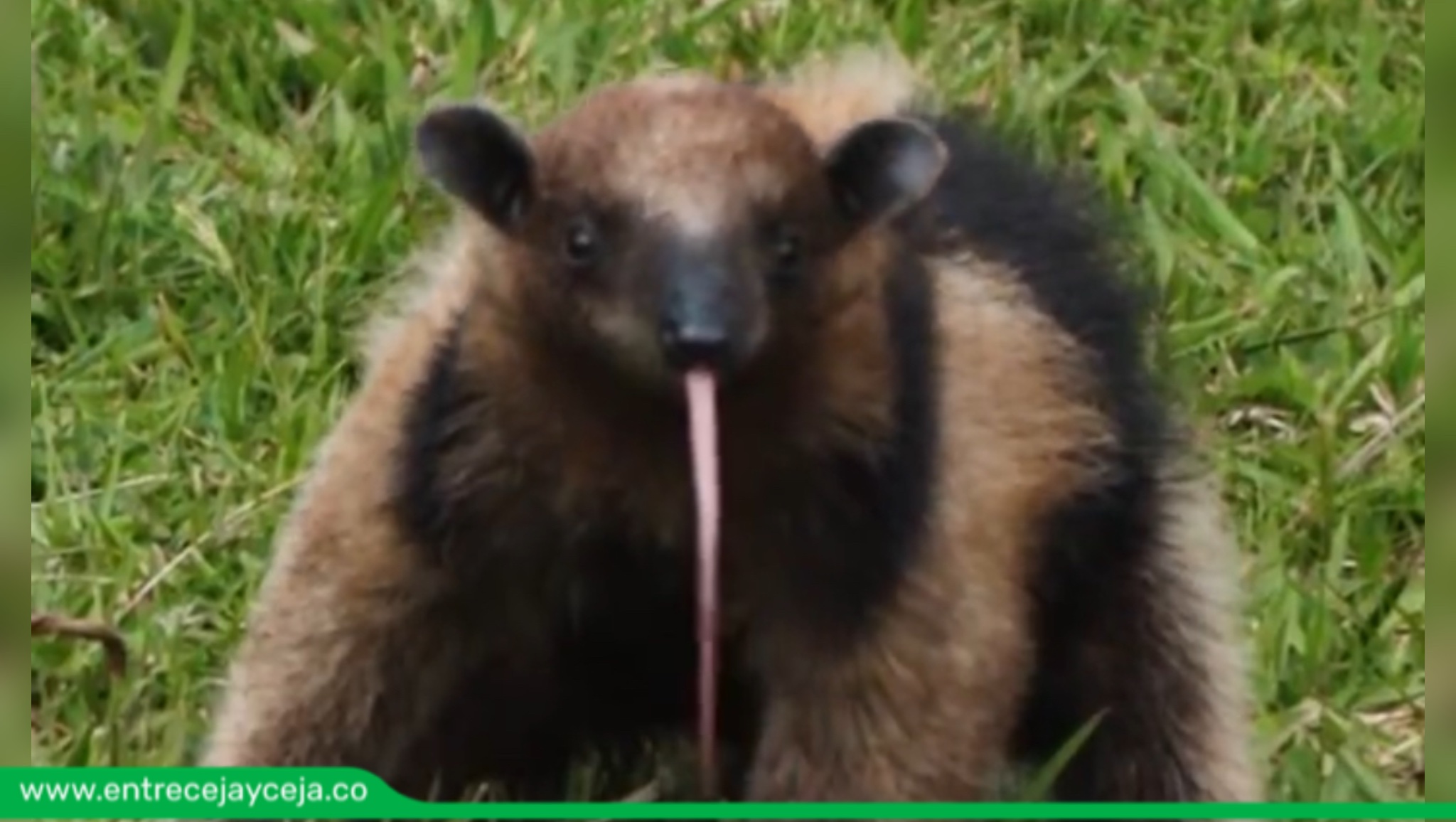 Conoce la historia de este oso hormiguero bebé rescatado en San Carlos