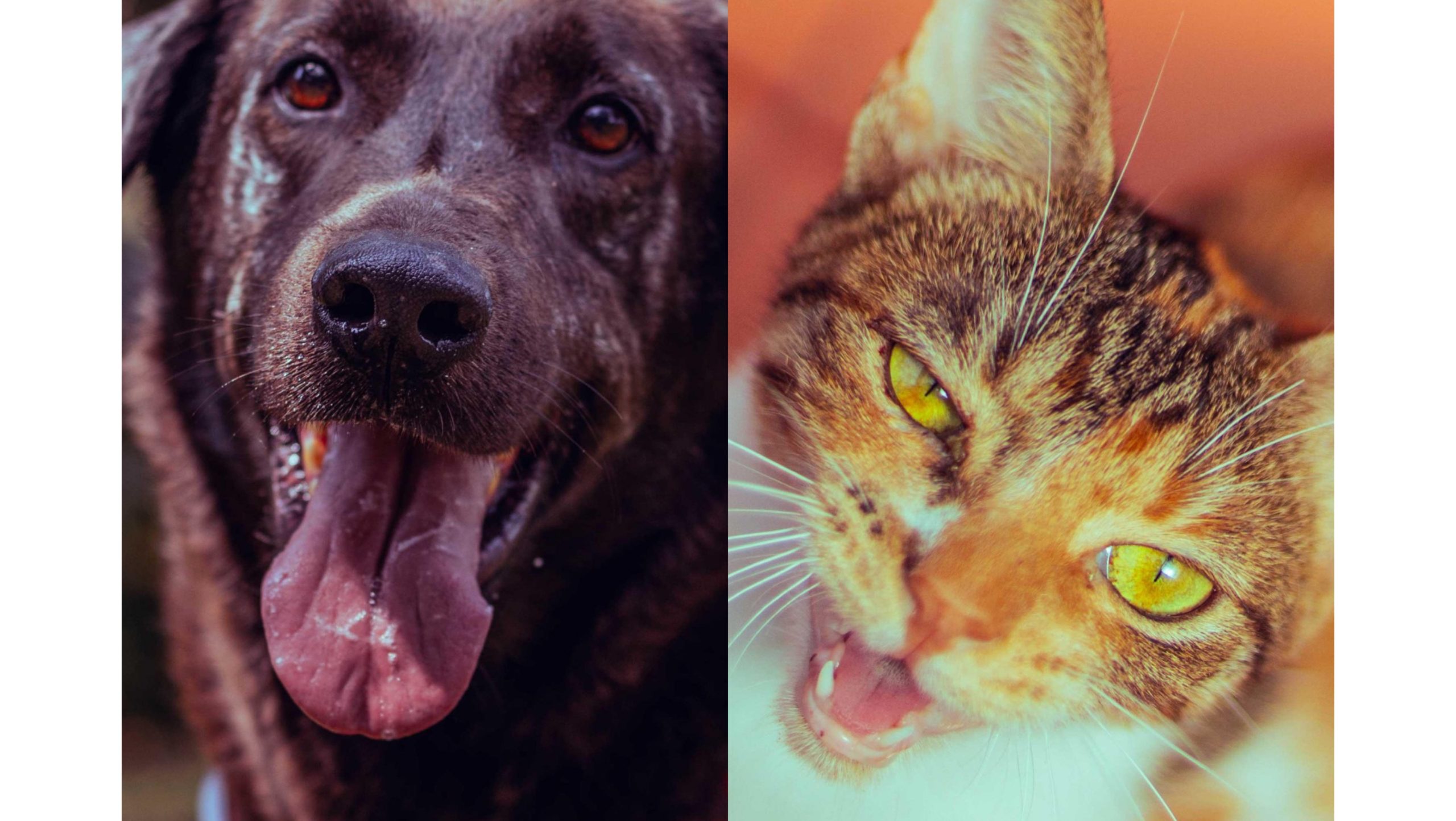 ¿Cómo va Medellín en cuanto a bienestar animal?