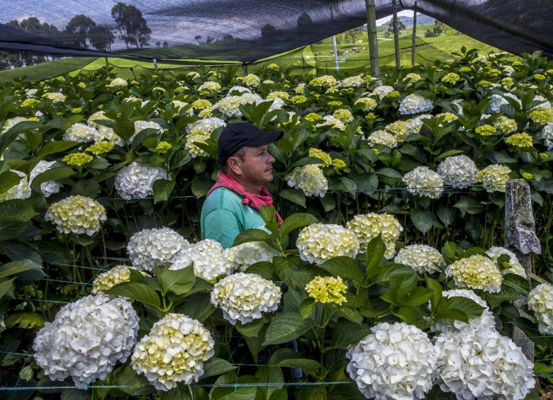 Cadena de noticias CBS resalta el cultivo de flores del Oriente Antioqueño