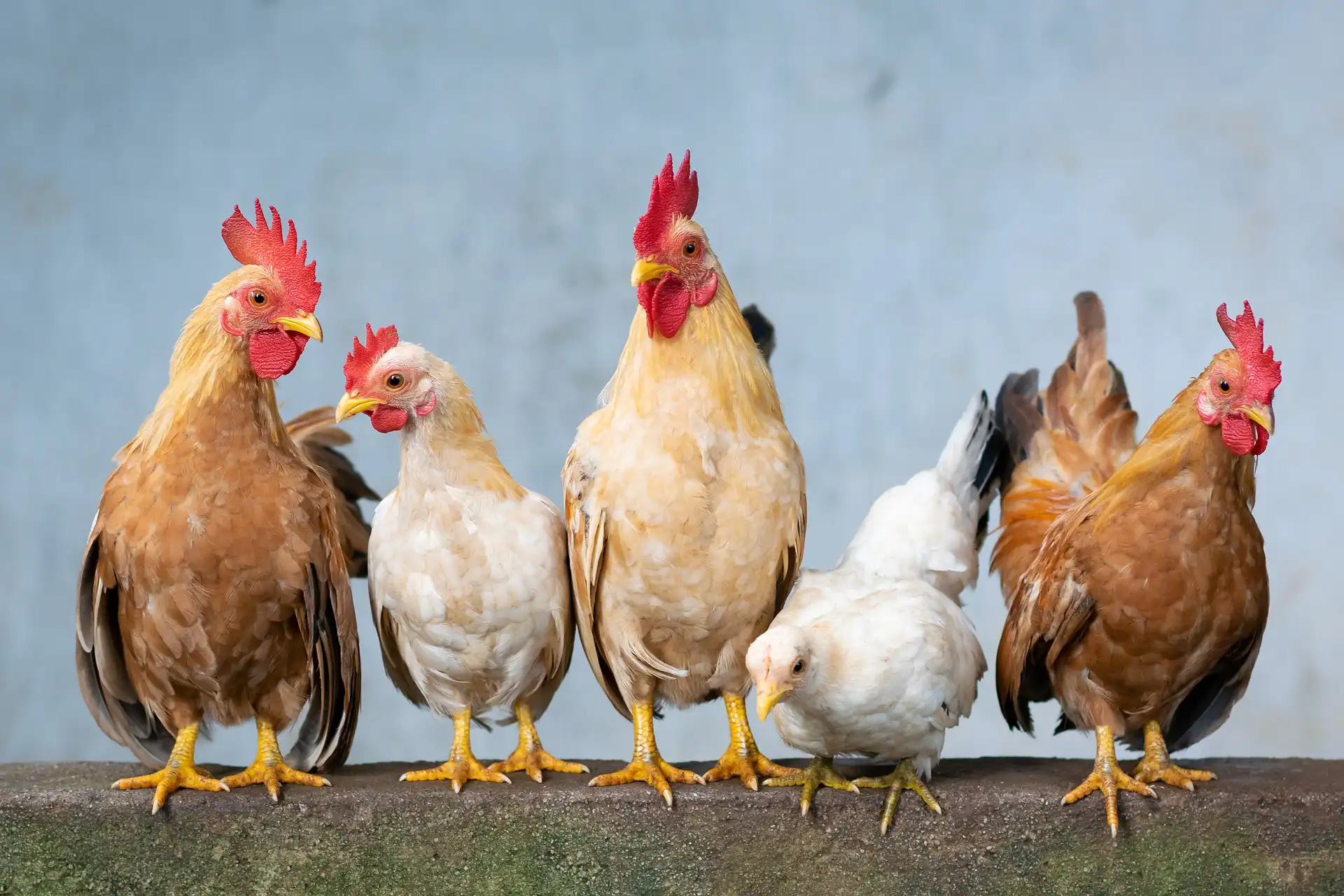 Se robaron 5 gallos en El Carmen; ofrecen recompensa
