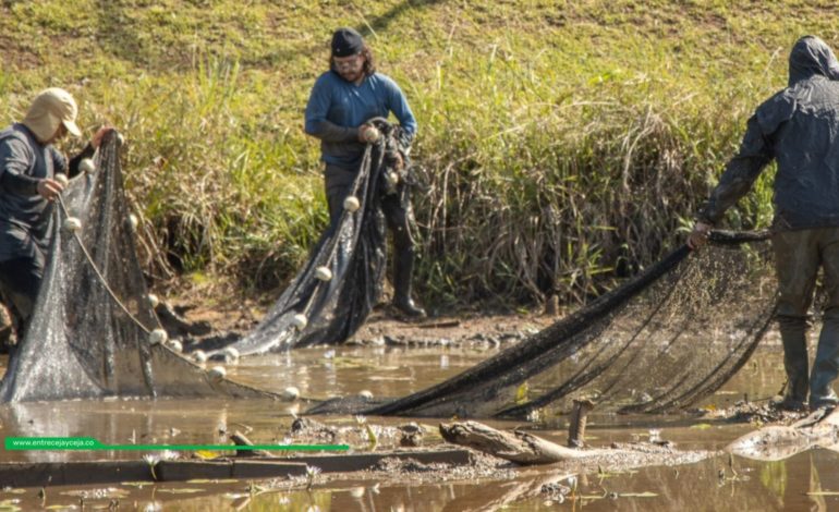 Rionegro: trasladan peces de importante humedal