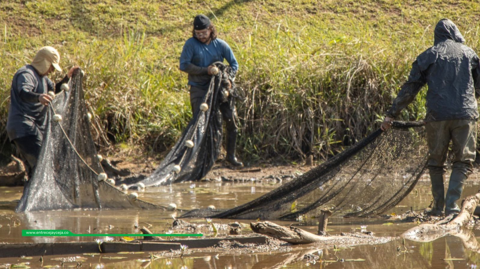 Rionegro: trasladan peces de importante humedal