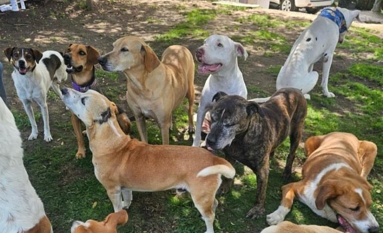 S.O.S fundación que alberga más de 200 animales en Rionegro está a punto de cerrar por deudas