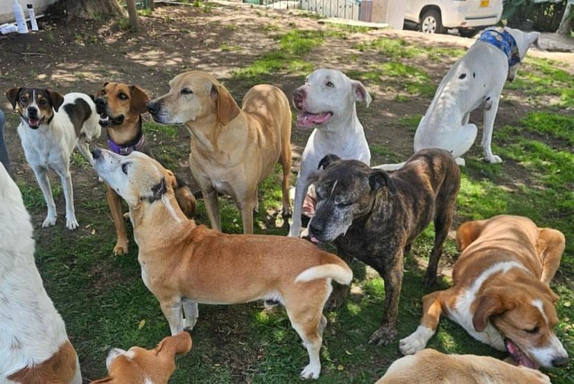 S.O.S fundación que alberga más de 200 animales en Rionegro está a punto de cerrar por deudas