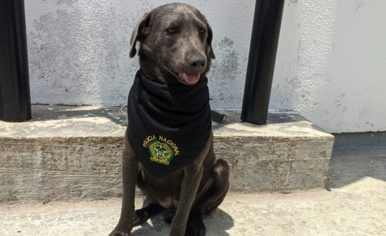 La segunda oportunidad de Firulais; el perrito rescatado por una auxiliar de Policía