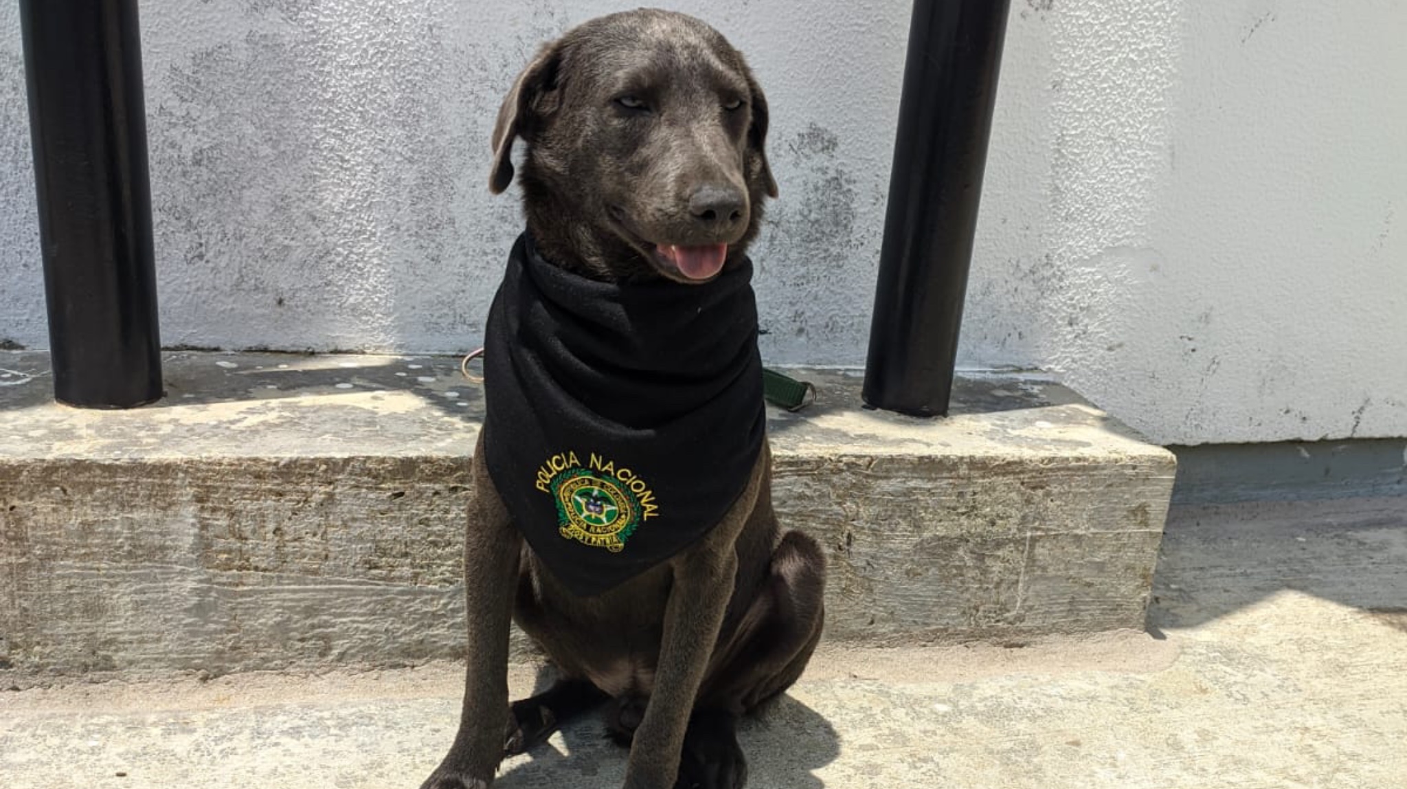 La segunda oportunidad de Firulais; el perrito rescatado por una auxiliar de Policía