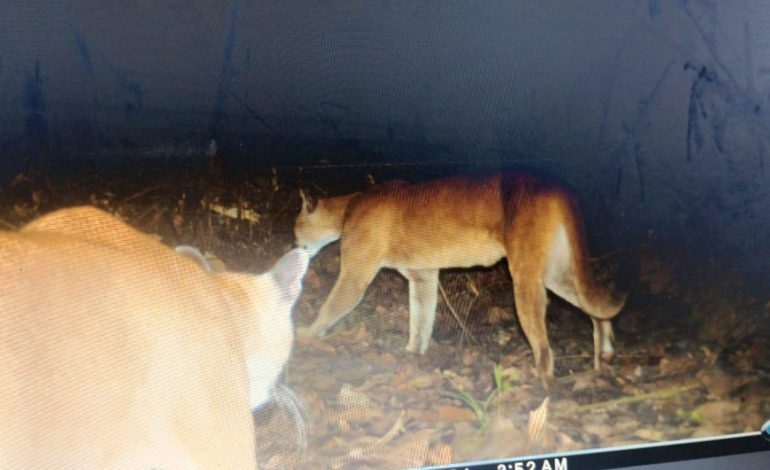 René Higuita alerta sobre presencia de pumas en Yondó