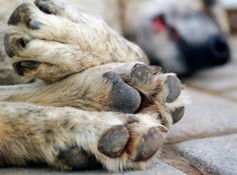 Alcaldía de Marinilla se reunirá de urgencia en la vereda Cimarronas por casos de envenenamientos de mascotas