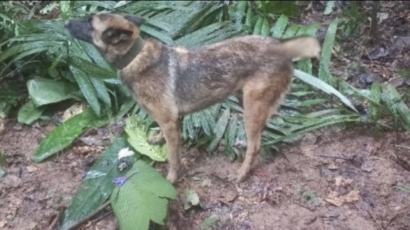 ¿Y Wilson? Niños perdidos en la selva ahora dicen que nunca se encontraron con el legendario perro
