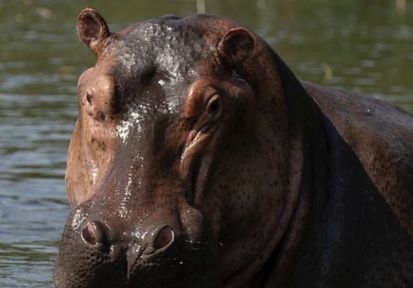 Álvaro Múnera denuncia que el gobierno Petro prepara “ejecuciones horribles” para hipopótamos