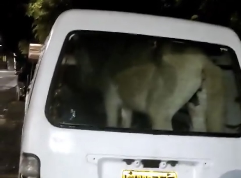 Sancionaron al hombre que encerró a un burro dentro de una minivan en El Peñol