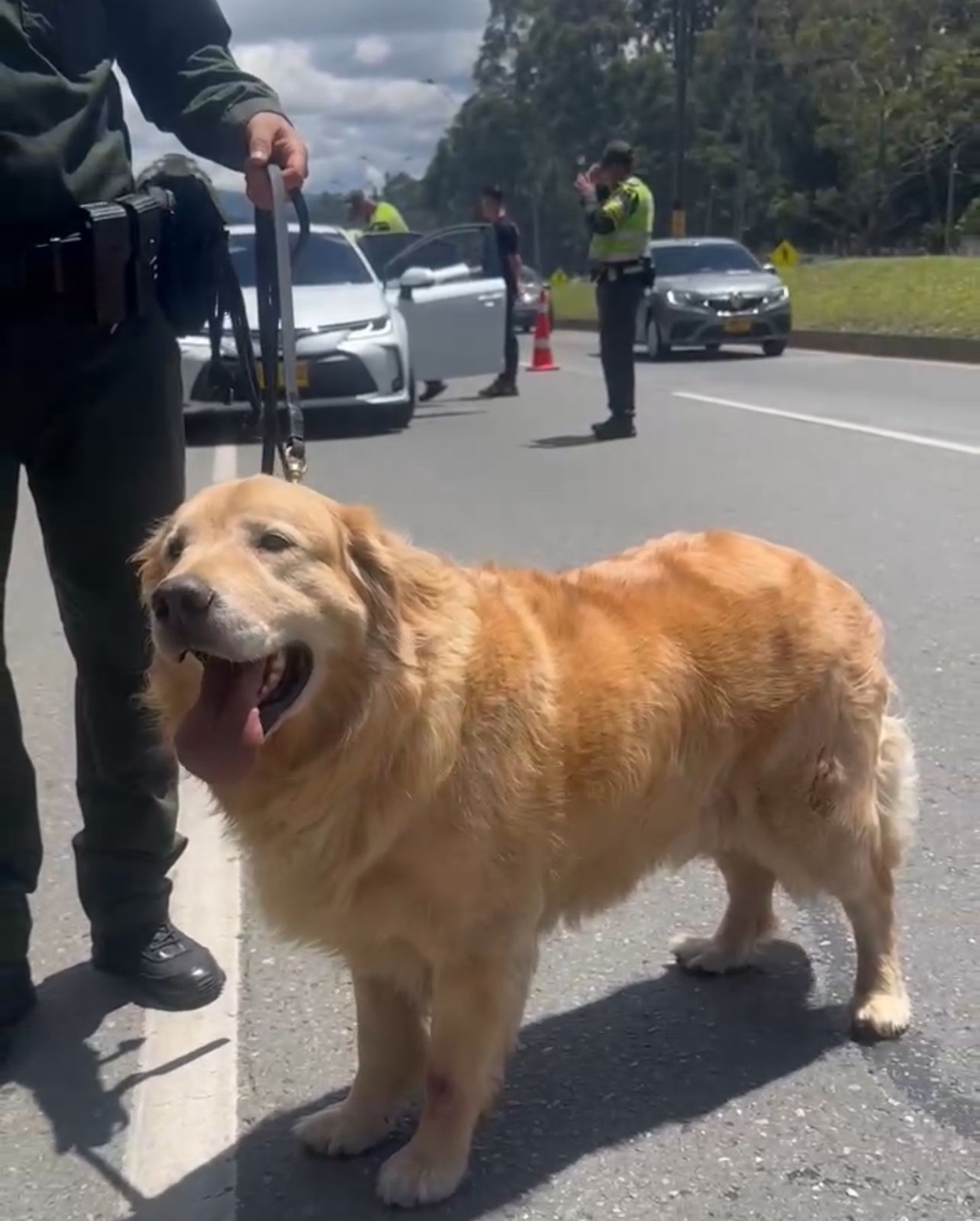 Cobu, el héroe de cuatro patas que frustró intento de tráfico de drogas en vía hacia Guatapé