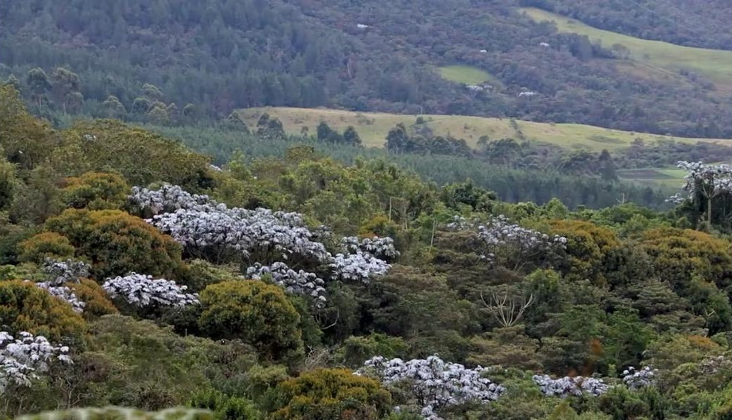 Tras fracaso de proyecto minero, Cornare reincorpora más de 7 hectáreas de cerro San Nicolás