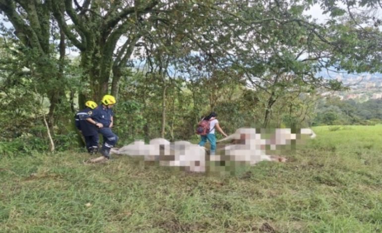 Al menos 17 vacas murieron en corregimiento de Medellín tras impacto de rayo