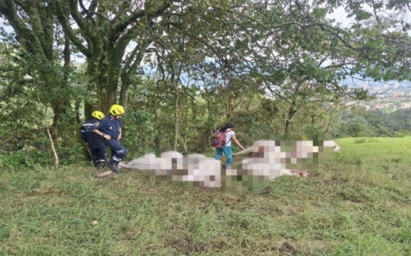 Al menos 17 vacas murieron en corregimiento de Medellín tras impacto de rayo