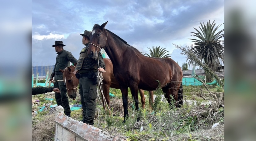 En El Carmen se realizó un operativo de aprehensión preventiva de semovientes