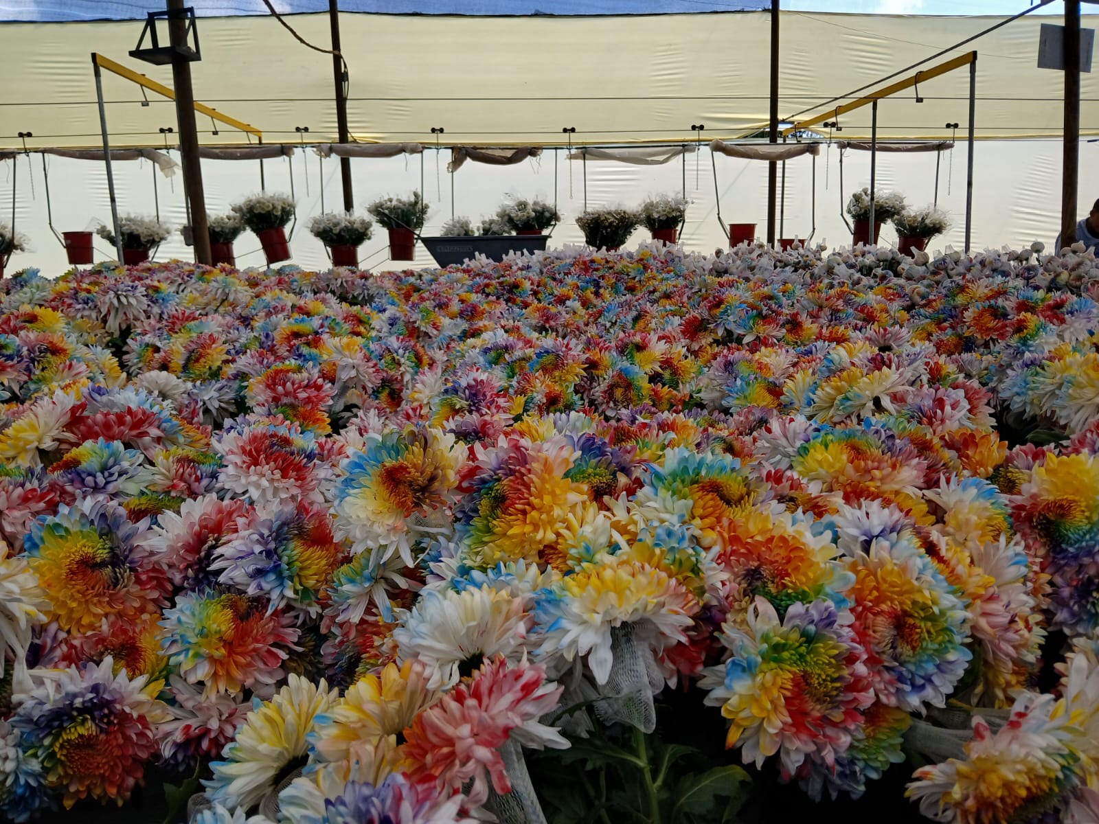 Más de 170.000 tallos de Flores El Trigal adornarán el Día del Orgullo LGBTIQ+ en EEUU