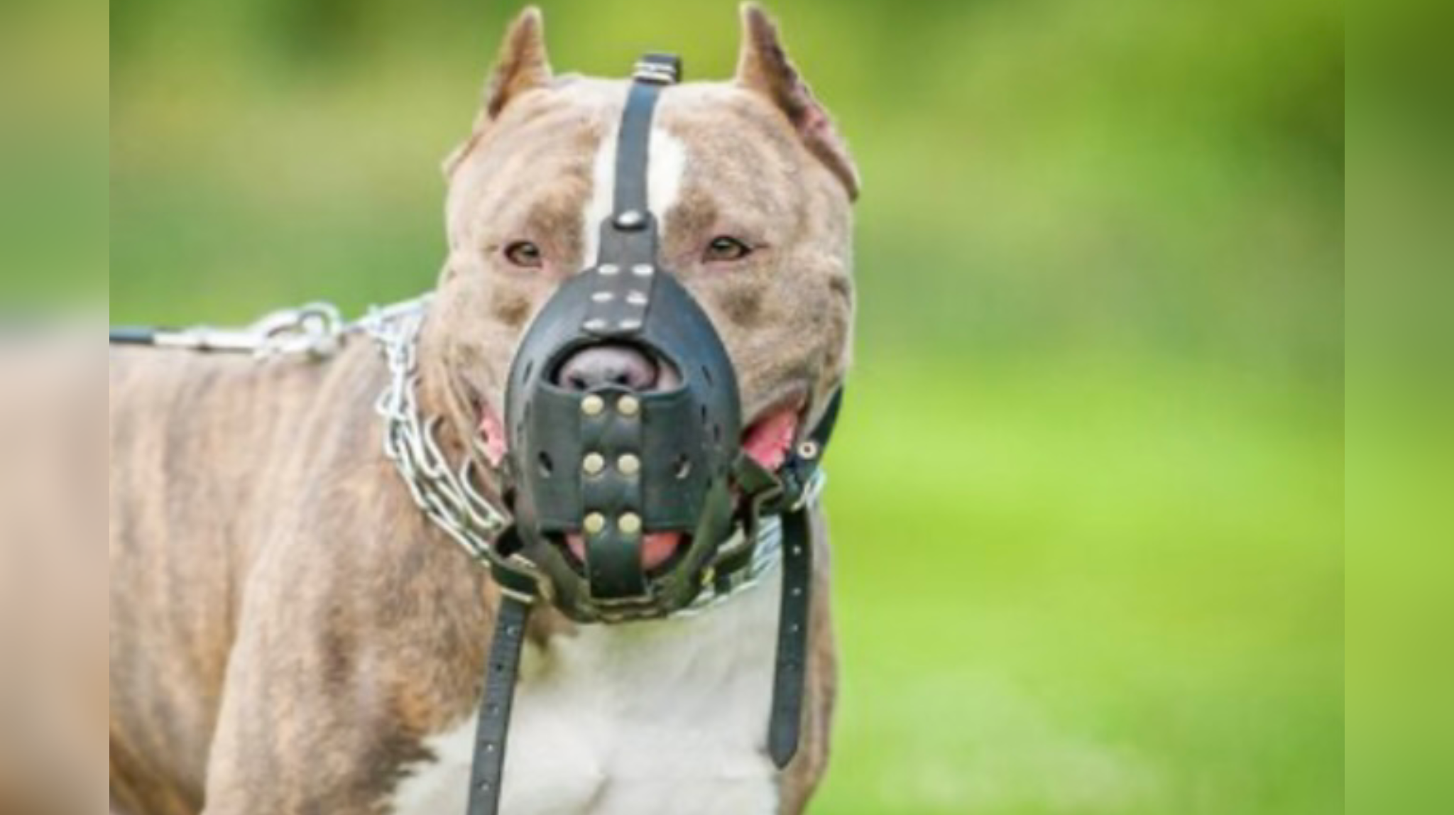 Perros Pitbull atacaron a una persona mayor en Rionegro y lo dejaron hospitalizado