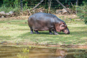 Murió Vanessa hipopótamo de Nápoles