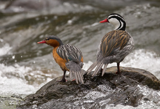 Pato de torrentes La Ceja