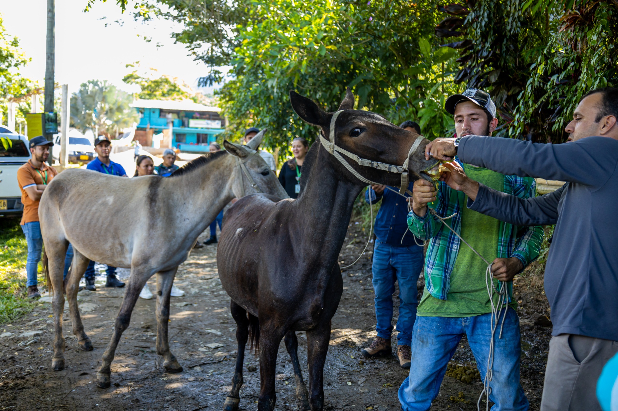 Campesinos de El Carmen recibieron mulas como forma de reconocimiento