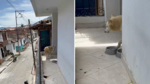 ¡Indignante! Reportan que un perrito está en condiciones deplorables en El Carmen de Viboral