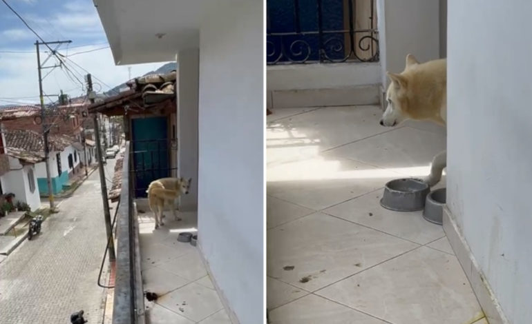 ¡Indignante! Reportan que un perrito está en condiciones deplorables en El Carmen de Viboral