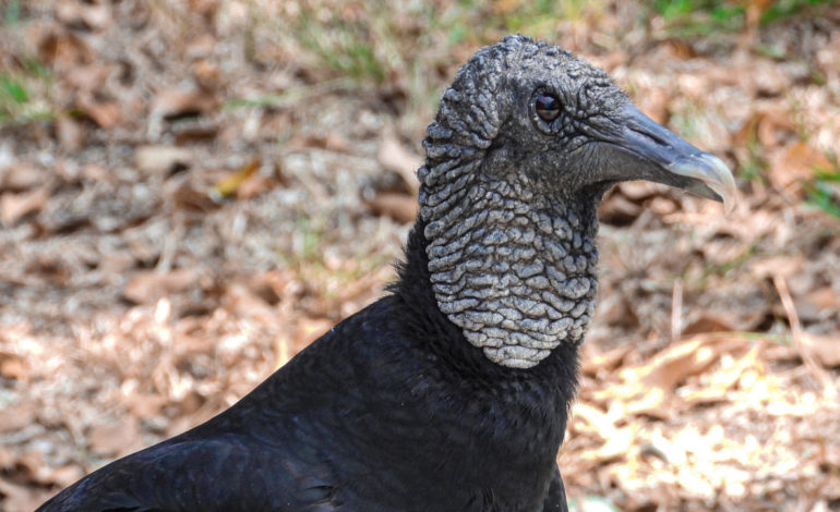 ¿Qué pasaría si los gallinazos desaparecen? Alerta por el impacto de los residuos en algunas zonas de Antioquia