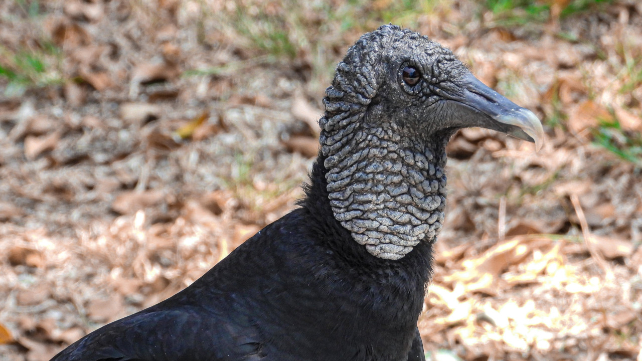 ¿Qué pasaría si los gallinazos desaparecen? Alerta por el impacto de los residuos en algunas zonas de Antioquia