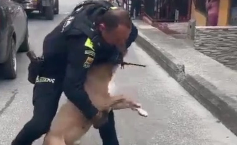 Policía le disparó a un perro en medio de un operativo en Manizales