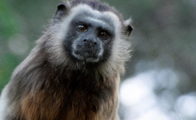 Cornare alerta sobre el uso de cebaderos turísticos que afecta al tití gris en Antioquia. Esta práctica altera su comportamiento natural, perjudicando la conservación de la especie y el equilibrio ecológico.