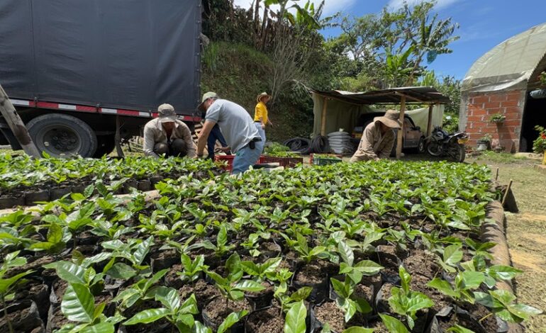 Sonsón impulsa su caficultura con la entrega de 210.000 almácigos