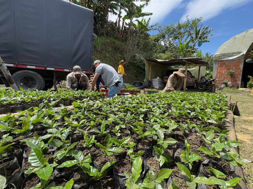 Sonsón - caficultura - almácigos de café - producción agrícola - campesinos - Federación Nacional de Cafeteros - Comité de Caficultores de Antioquia - sostenibilidad rural - café de alta calidad