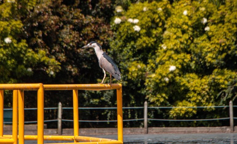 Diversas especies de aves sobrevolando el ecosistema de la PTAR de La Ceja.