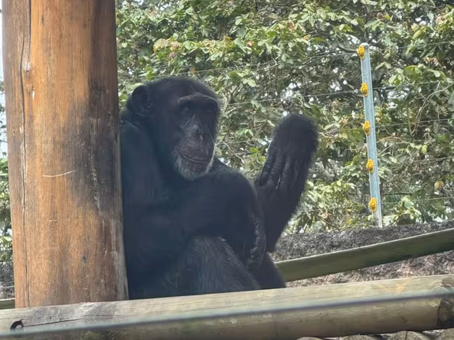 Así fue el traslado del último chimpancé en cautiverio en Colombia