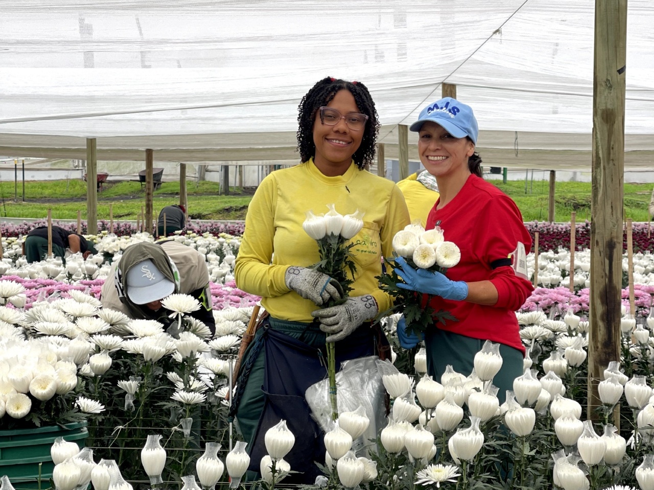 Colombia exportó más de 146 millones de flores y follaje para el Día de la Madre en 2025, gracias al plan Pétalo liderado por el ICA.