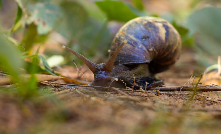Aumenta la presencia del caracol africano en el Oriente Antioqueño: ya son 8 los municipios afectados, advierte Cornare