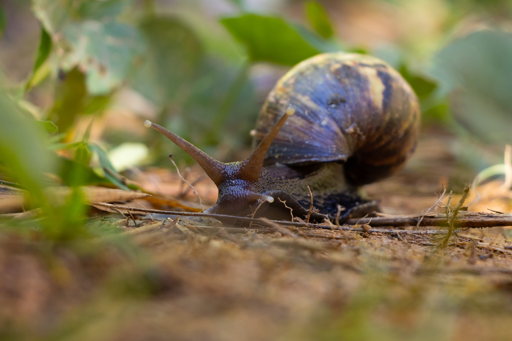 Caracol africano hallado en municipio del Oriente Antioqueño
