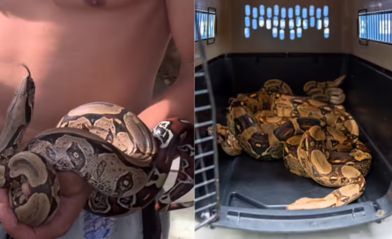 Boa constrictora de más de dos metros desplazándose por una acera en Medellín.