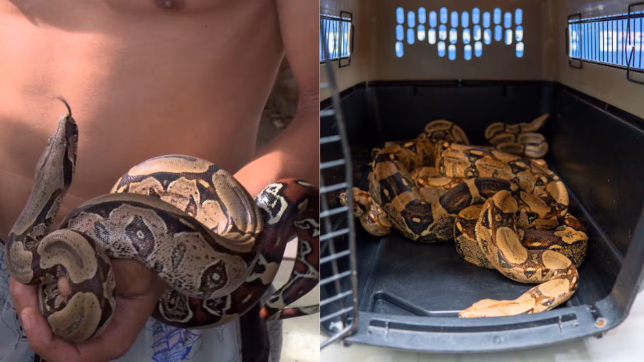 Boa constrictora de más de dos metros desplazándose por una acera en Medellín.