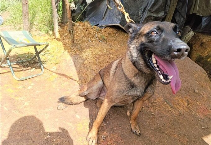 Héroe de cuatro patas: perro antiexplosivos perdió una pata tras activación de mina en Yondó