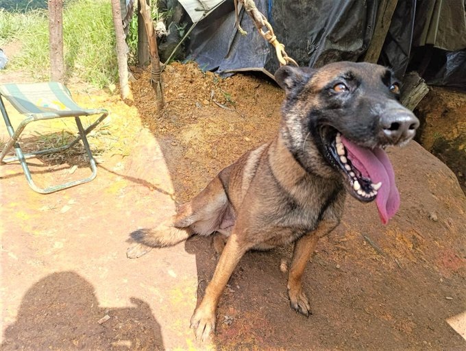 Perro antiexplosivos herido en operación de desminado en Yondó, Antioquia